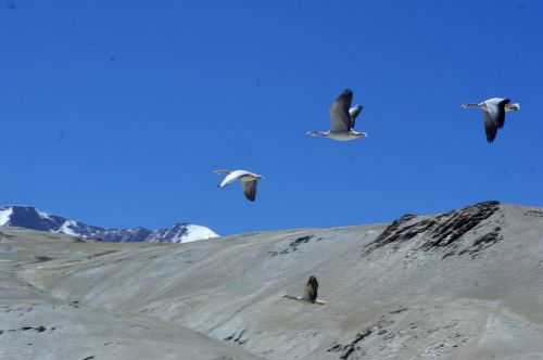 TREKKING IN LADAKH | CHANGTANG 2017